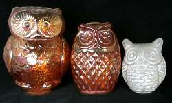 Owls from India