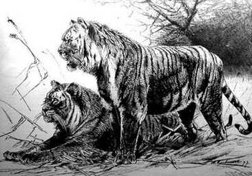 Persian or Caspian tiger