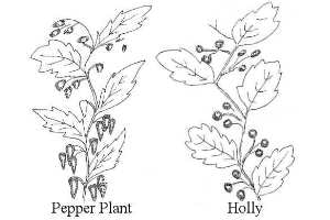 Pepper Plant