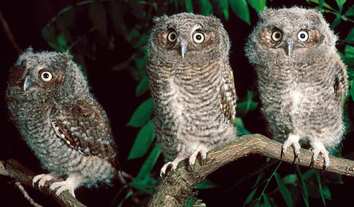 Three owls